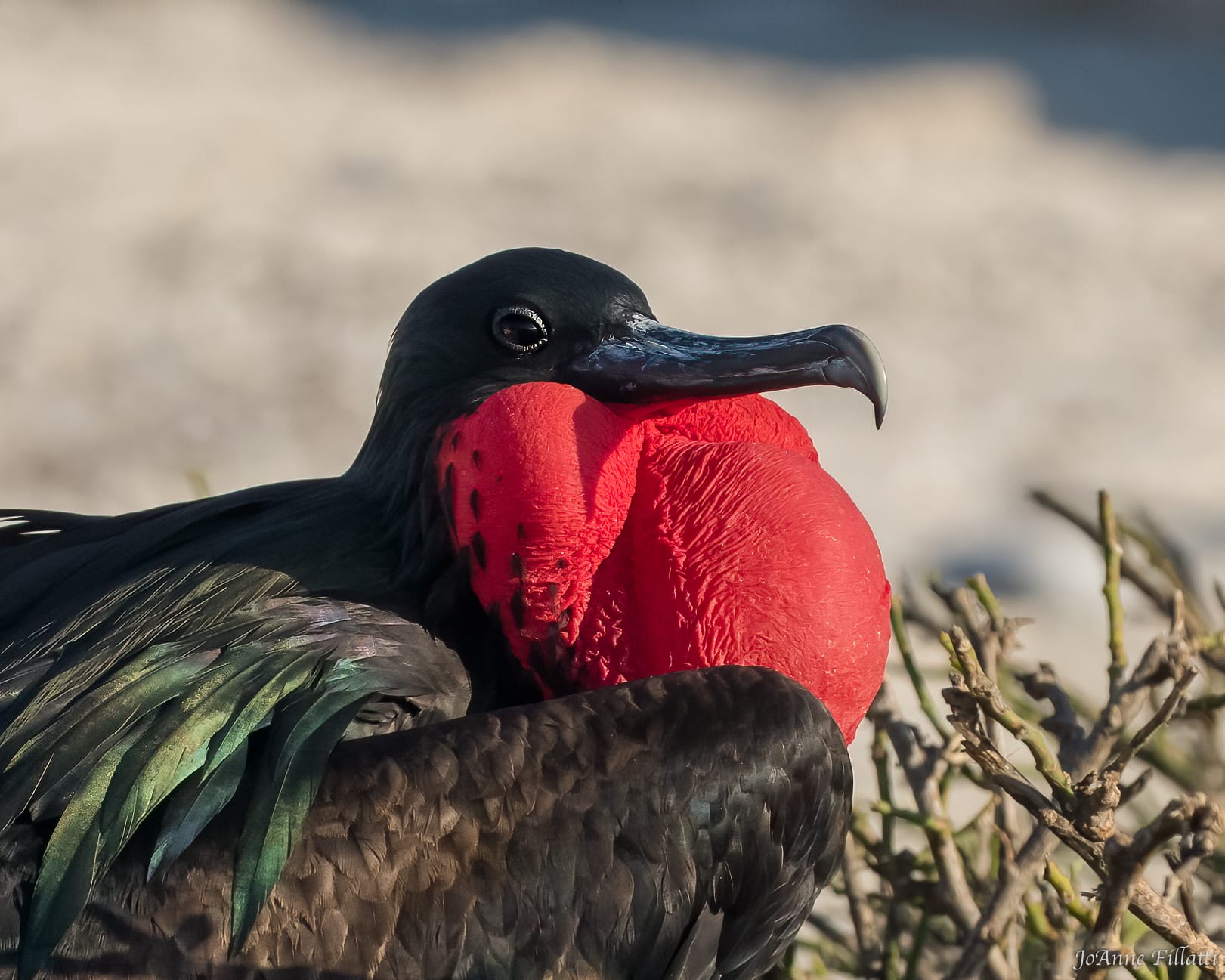 bird of galapagos image 10